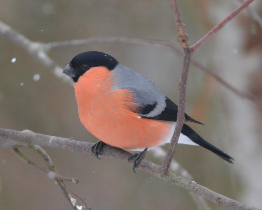 A bullfinch sitting on a branch.