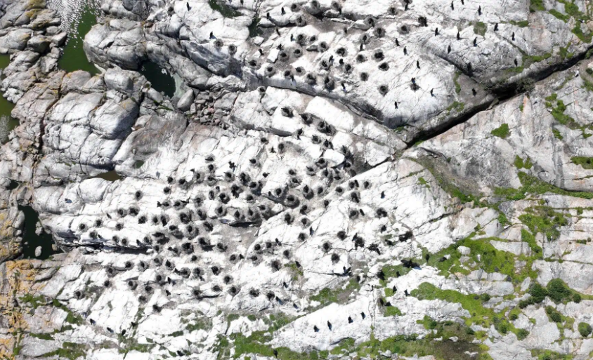 Lots of birds nests on rocky hillside.