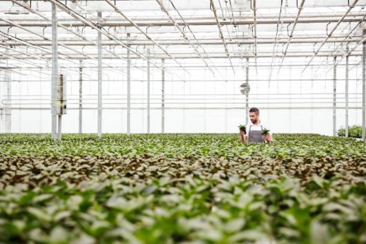 A gardener tending to plants inside a huge green house. 