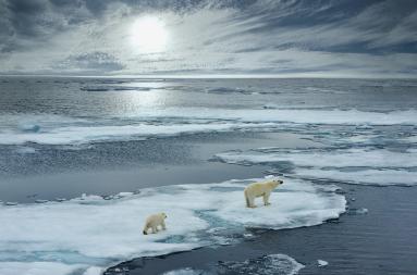 An icebearn and her cub walking on an ice floe in antartic waters. 