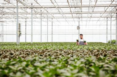 A gardener tending to plants inside a huge green house. 